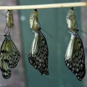 papillons chrysalide